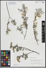 Foto von Salix arenaria L.